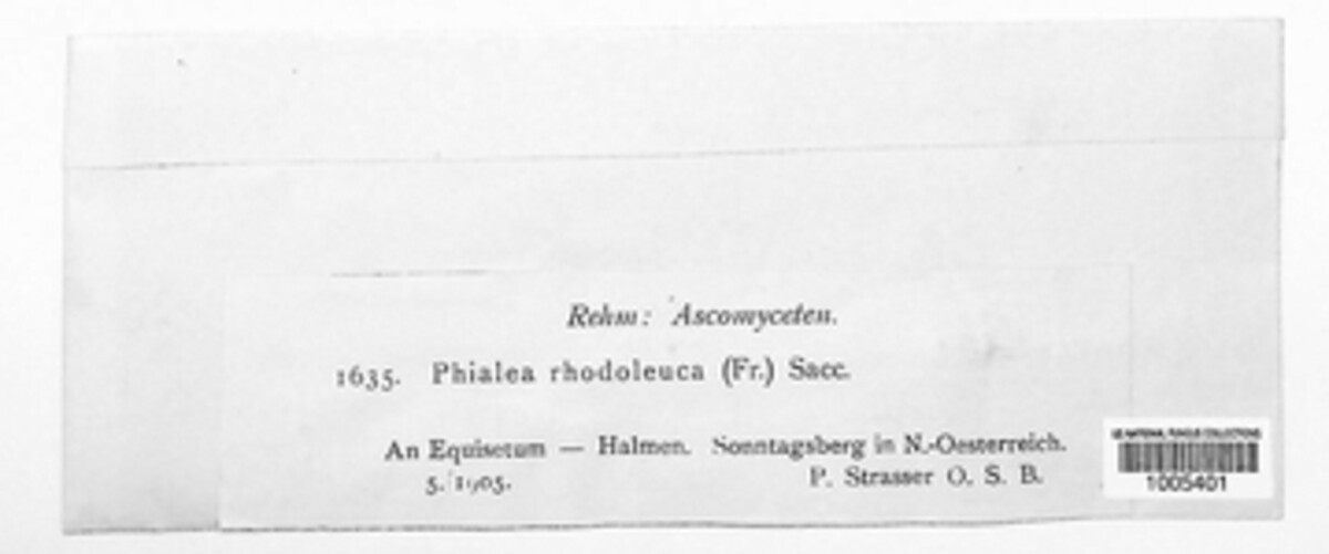 Roseodiscus rhodoleucus image